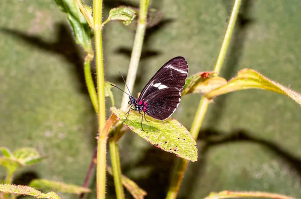 Close Up Of Butterfly Transandina Cattle Heart — Stock Photo, Image