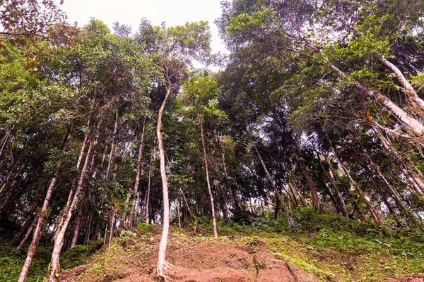 Foresta di eucalipto nella giungla amazzonica Immagini Stock Royalty Free