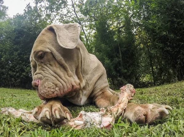Napolitansk Mastiff kvinnliga hund liggande med ett Big Ben — Stockfoto
