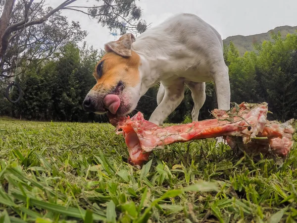 Jack Russell Terrier Perro hembra masticando un hueso grande — Foto de Stock