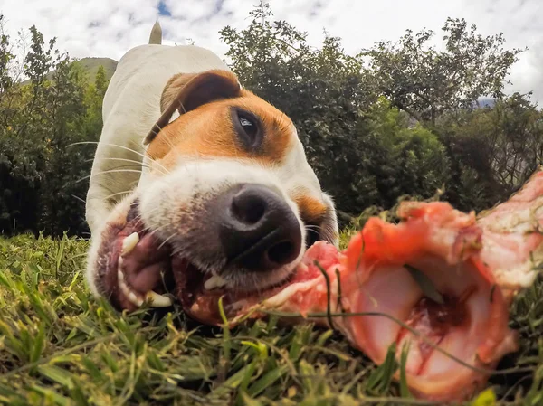 Nahaufnahme Jack Russell Terrier Hund, der einen Knochen kaut — Stockfoto