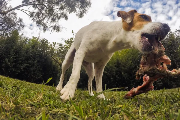 Malý Jack Russell teriér pes s obrovskou kost — Stock fotografie