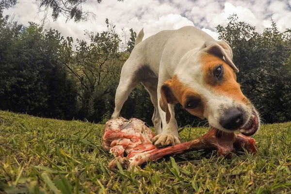 Jack Russell Terrier chien mâcher un gros os Image En Vente