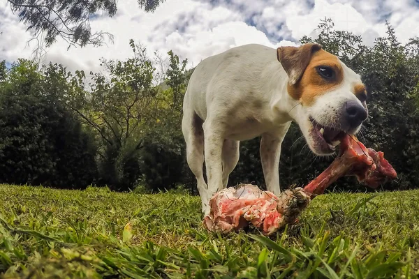 Potret Jack Russell Terrier Dog Chewing A Big Bone Stok Foto