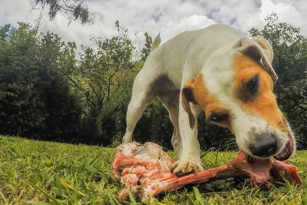 Jack Russell Terrier Dog Exited By His Big Bone — Stock Photo, Image