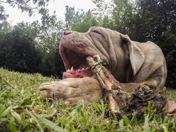 Retrato de perro mastín napolitano masticando un hueso grande — Foto de Stock