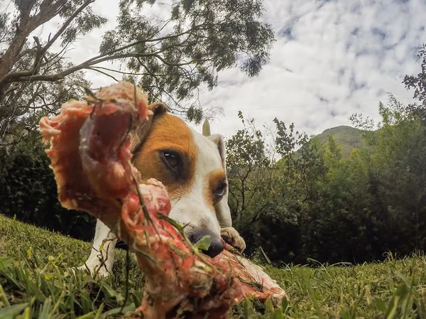 Feliz Jack Russell Terrier perro olfateando un enorme hueso — Foto de Stock
