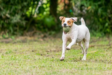 Bir çayırda çalışan Jack Russell Terrier köpek