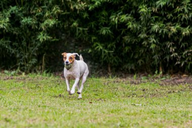 Onun en sevdiğim top ile çok güzel komik köpek