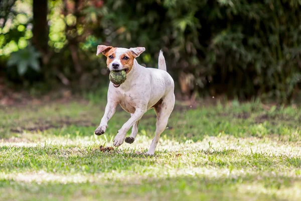 Jeu de chien Jack Russell Terrier ludique — Photo