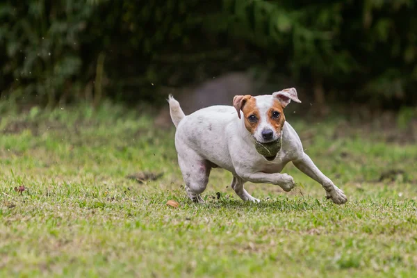 Jack Russell Terrier Perro hembra saltando en el prado — Foto de Stock