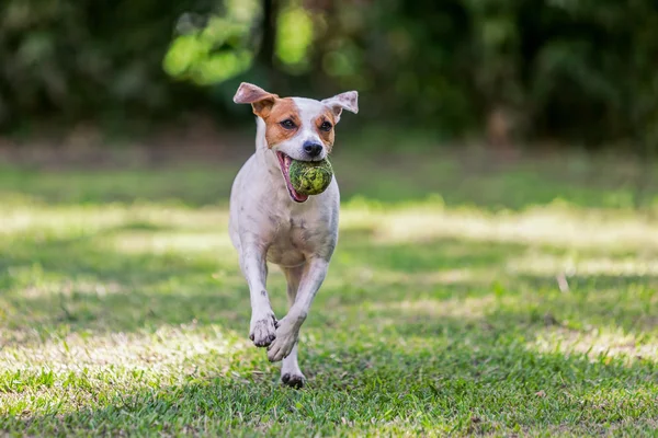 Juguetón Jack Russell Terrier jugando en el parque — Foto de Stock