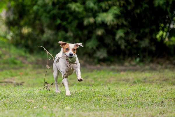 Pastor Russell Terrier perro corriendo con velocidad — Foto de Stock
