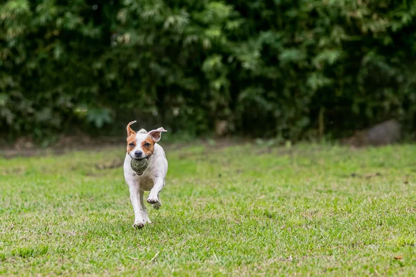 Jack Russell Terrier persiguiendo su juguete — Foto de Stock