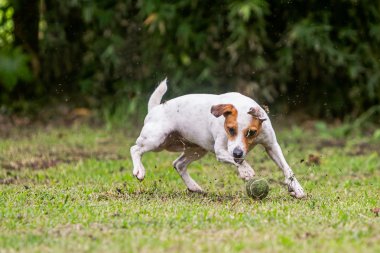 Jack Russell Terrier bir topu yakalamaya çalışıyor