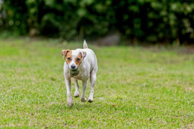 Mutlu Jack Russell Terrier ile onun favori topu 