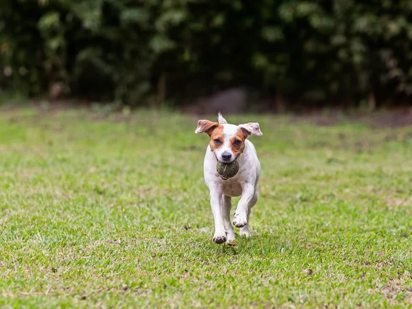 Funzionamento del cane femmina di razza Jack Russell Terrier — Foto Stock