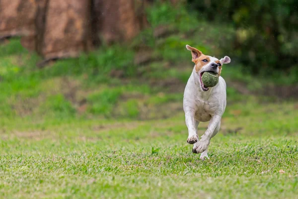 Jack Russell Terrier Cane che corre felice — Foto Stock