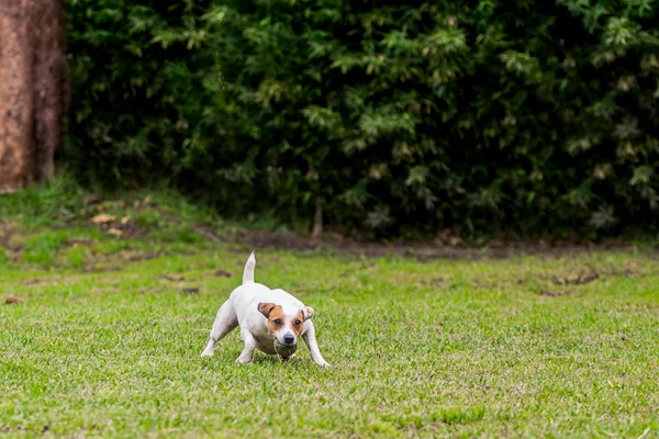 Pastor Russell Terrier Perro con su bola favorita — Foto de Stock