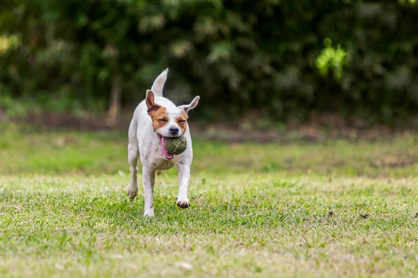 Jack Russell Terrier Berlari Dengan Mainan Favorit-Nya — Stok Foto