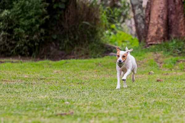 Jack Russell Terrier perro saltando en un campo — Foto de Stock