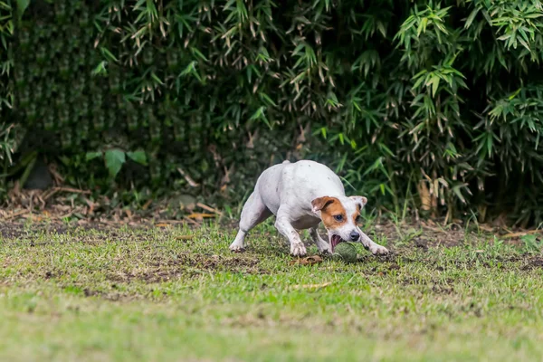 Parson Russell Terrier Cadela Correndo — Fotografia de Stock