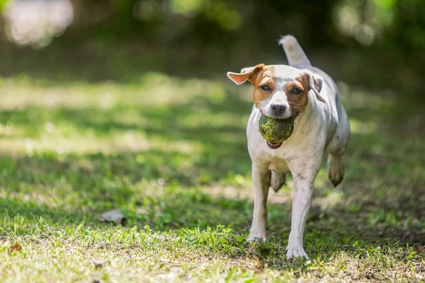 Jack Russell Terrier Hund von seinem großen Knochen verlassen
