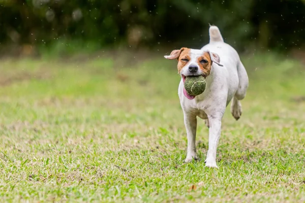 Jack Russell Terrier corriendo hacia la cámara — Foto de Stock