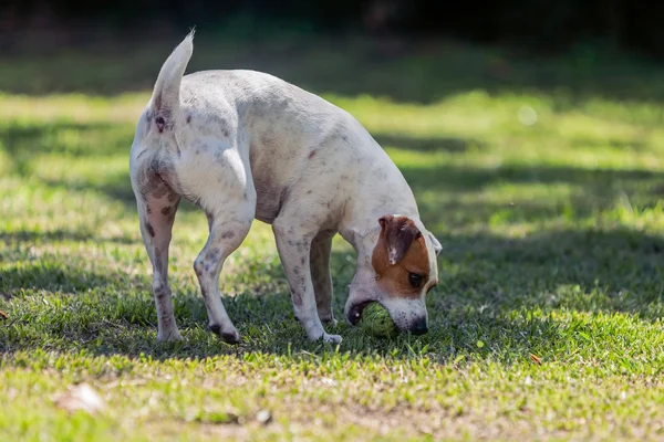 Hund ras jack russell terrier spelar i parken — Stockfoto