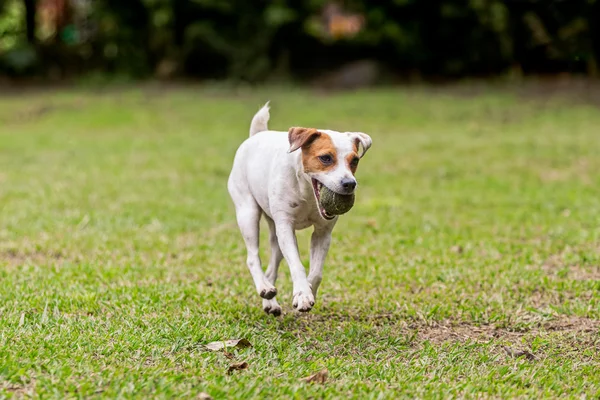 Jack Russell Terrier Perro de pura raza — Foto de Stock
