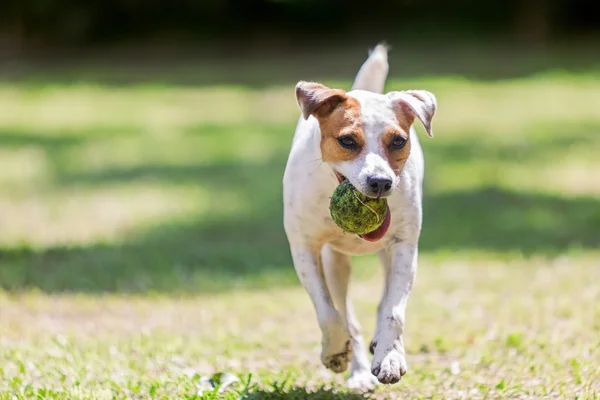 Retrato de Jack Russell Terrier Correndo — Fotografia de Stock
