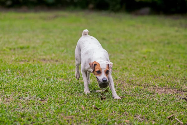 Jack Russell Terrier perseguindo seu brinquedo — Fotografia de Stock