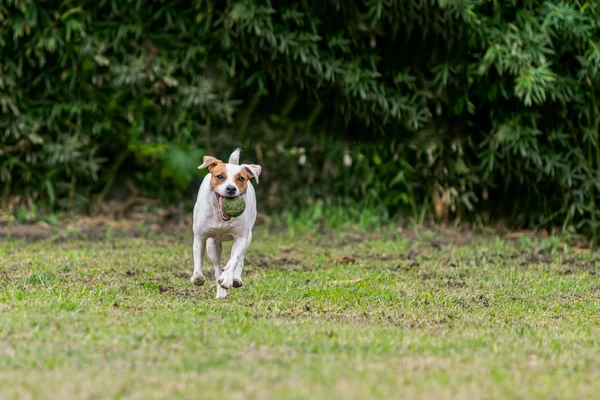 Engraçado jovem Parson Russell Terrier saltando — Fotografia de Stock