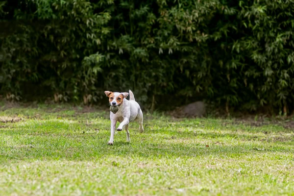 Rozkošný Funny pes Jack Russell teriér — Stock fotografie