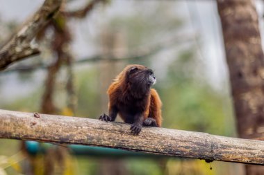 Goeldi Marmoset veya Goeldi maymun