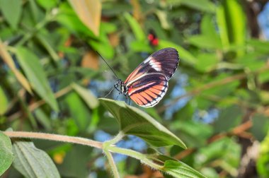 Küçük kırmızı sığır kelebek kalp