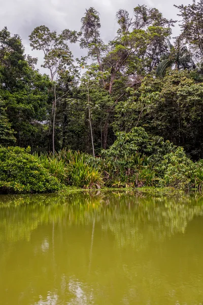 Amazonian Jungle, Cuyabeno Wildlife Reserve — Stock Photo, Image