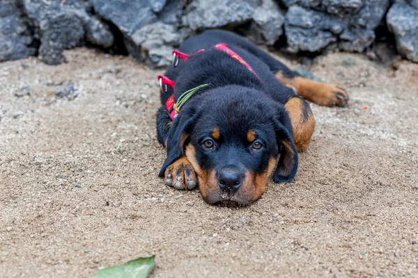 Retrato de un cachorro joven de Rottweiler — Foto de Stock