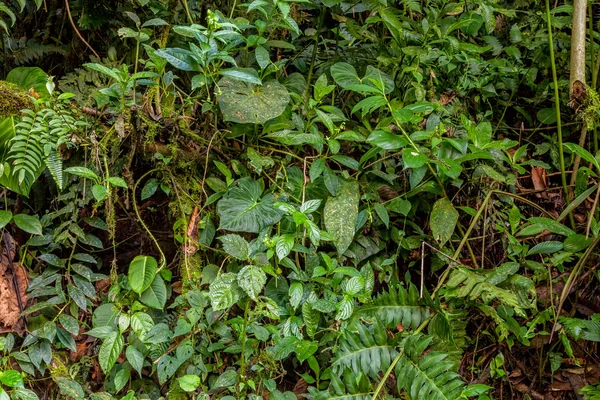 Tropický deštný prales, amazonská džungle — Stock fotografie