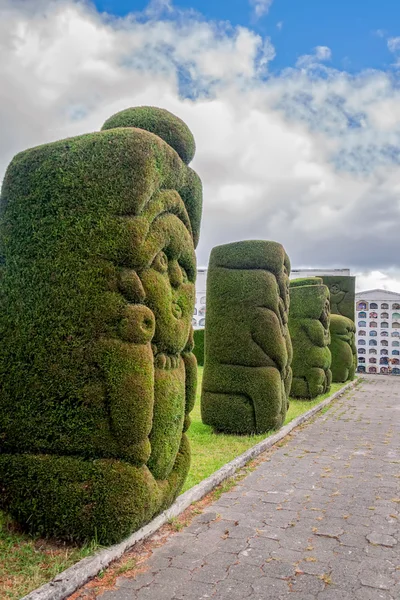 Tulcan, ismert díszesen nyírt bokrok Cypress — Stock Fotó