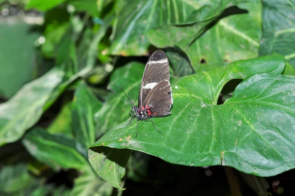 재미 있는 블랙 Transandina 소 심장 나비 — 스톡 사진