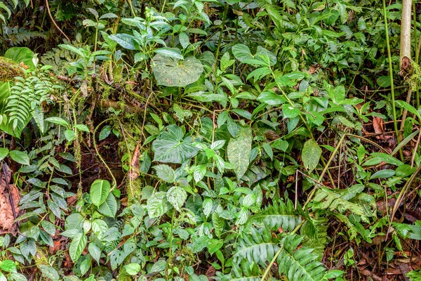 Floresta tropical, selva amazônica — Fotografia de Stock