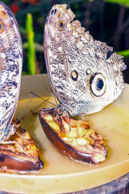 Çift baykuş kelebek, Ecuador