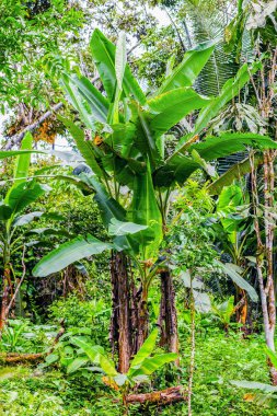 Amazon bitkiler, Ecuador