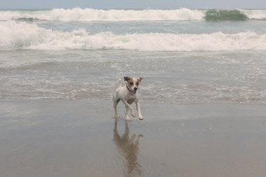 Jack Russell Terrier köpek