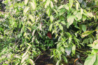 Zehirli kırmızı kelebek