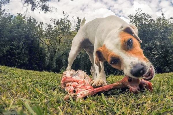 Jack Russell Terrier köpek büyük bir kemik çiğneme