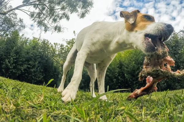 Pequeño Jack Russell Terrier perro con un enorme hueso — Foto de Stock