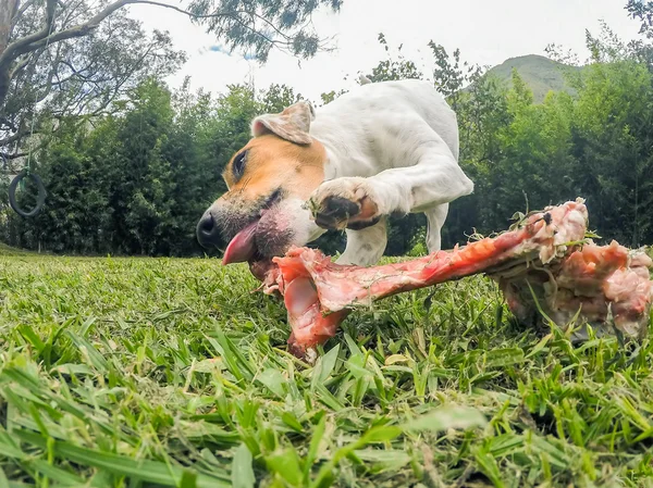 Jack Russell Terrier Perro con un hueso de gran tamaño — Foto de Stock