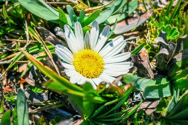 Bílá široká divoká květina — Stock fotografie